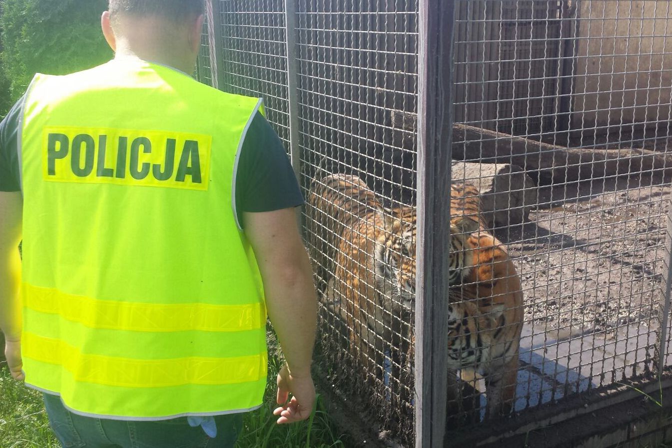 tygrysy pod śremem - Policja Poznań
