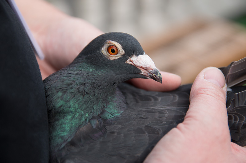 Gołębie pocztowe mała czarna - Leon Bielewicz