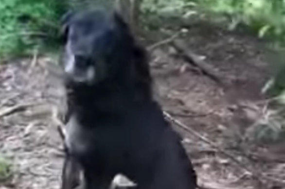 pies związany - Schronisko Ostrów Wlkp.