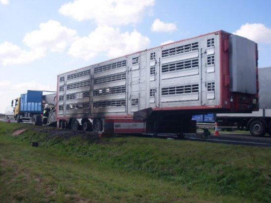 cięzarówka z tucznikami - PSP Poznań