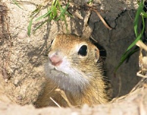 Suseł - z norki - Andrzej Kepel - Salamandra