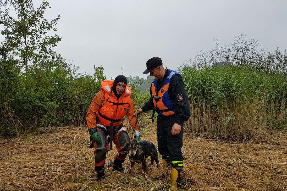 Dron uratował psa Konin Kleczew - Aleksandra Braciszewska-Benkahla