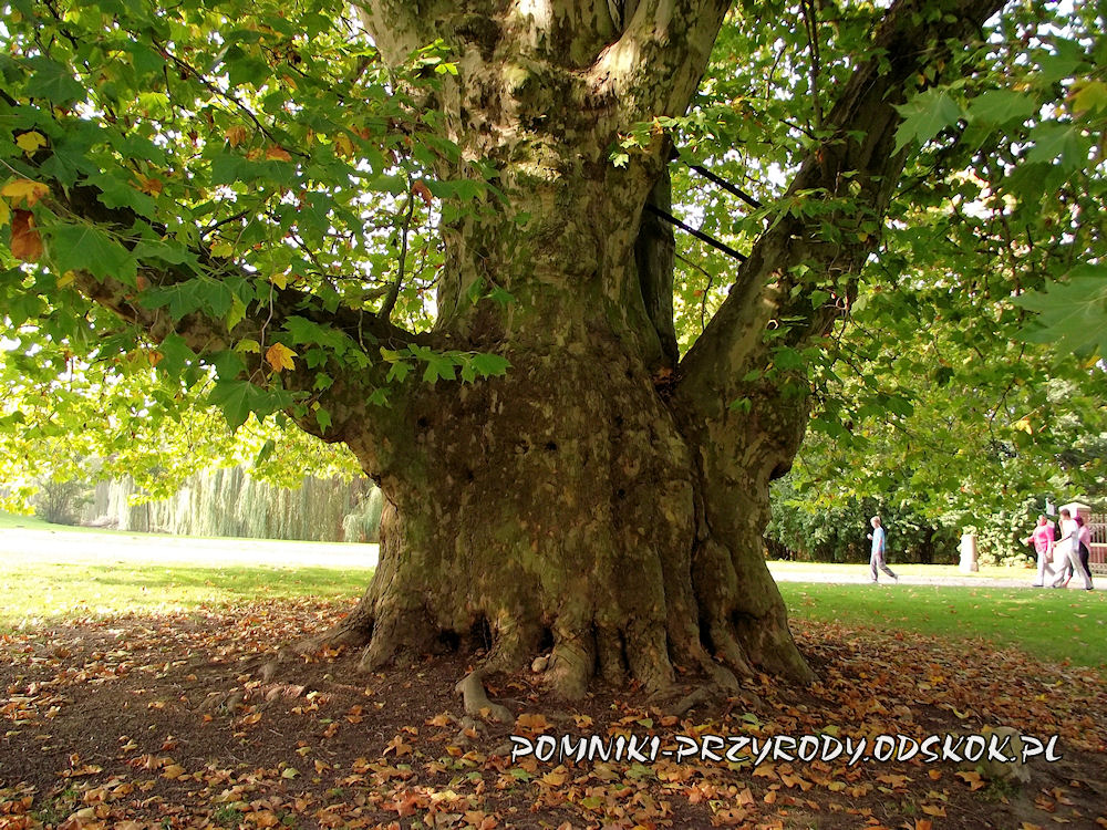 platan dobrzyca - pomniki.przyrody.odskok.pl
