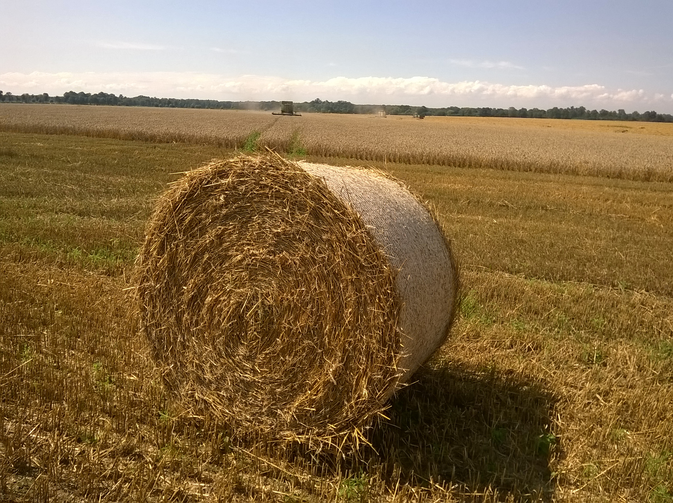 Żniwa w Wielkopolsce - Jacek Butlewski