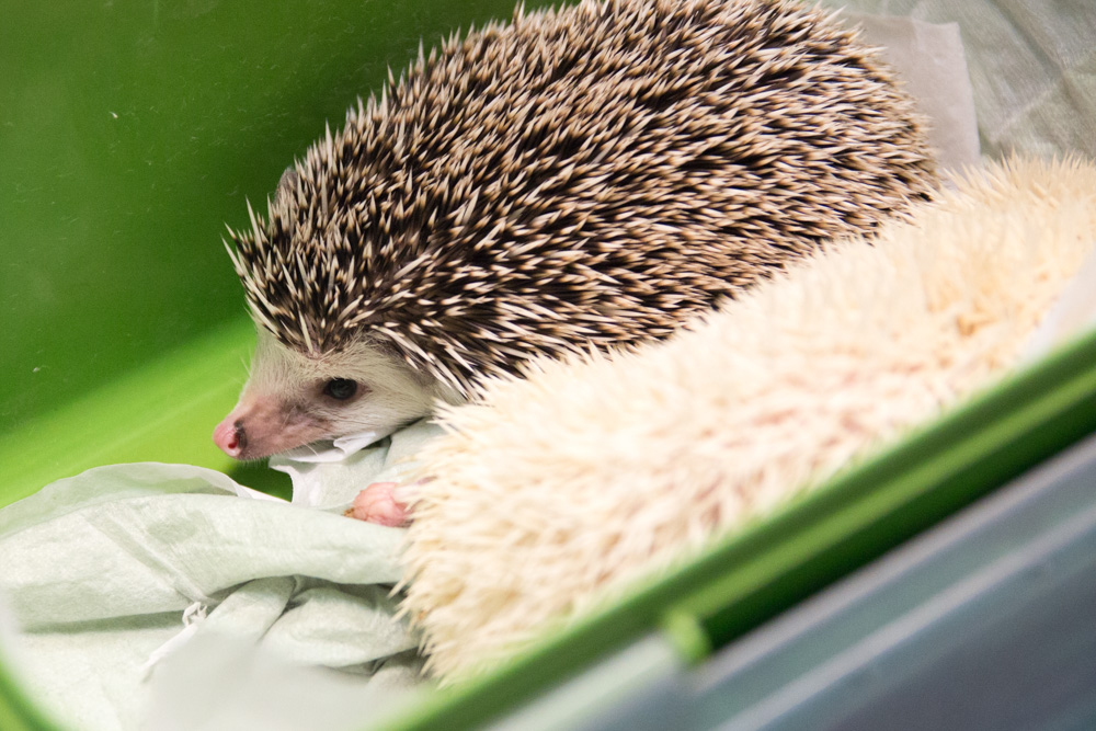 Jeże  - Tomasz Żmudziński