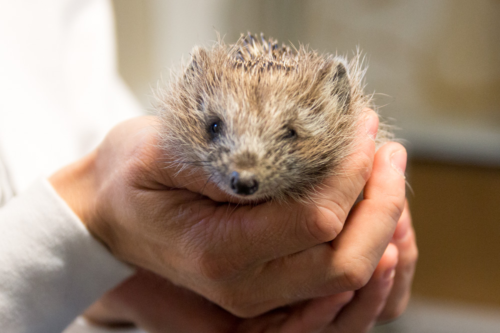 Jeże  - Tomasz Żmudziński