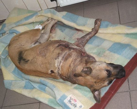 Skatowany pies z Konina - Archiwum