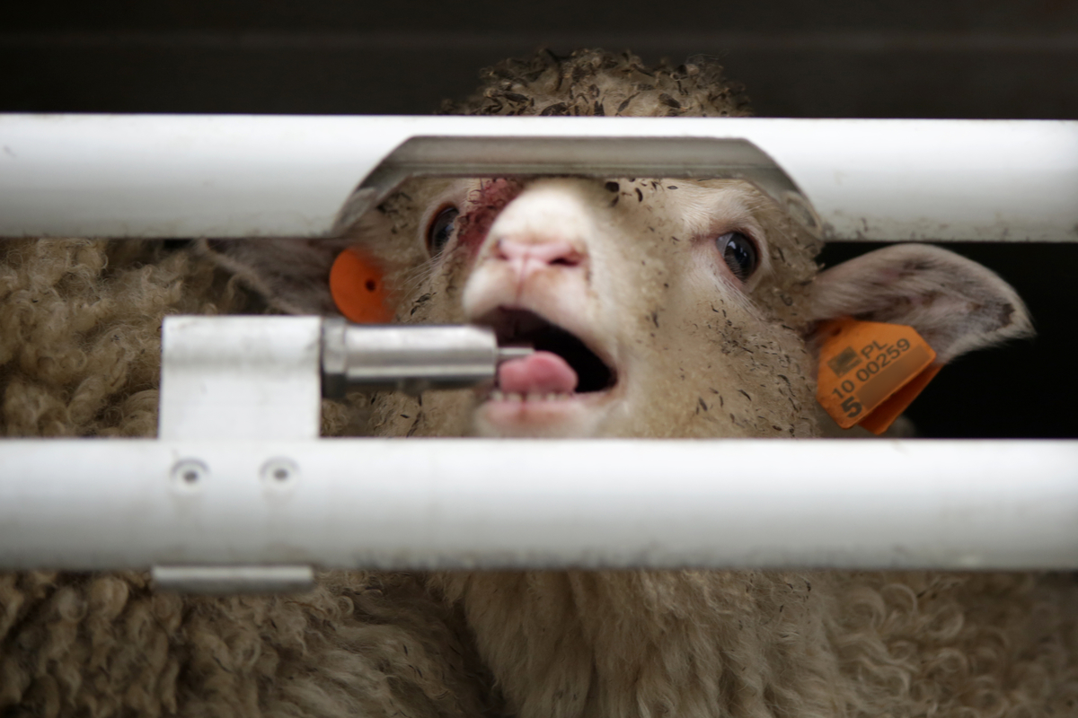 Transport jagniąt VIVA - Fundacja VIVA!