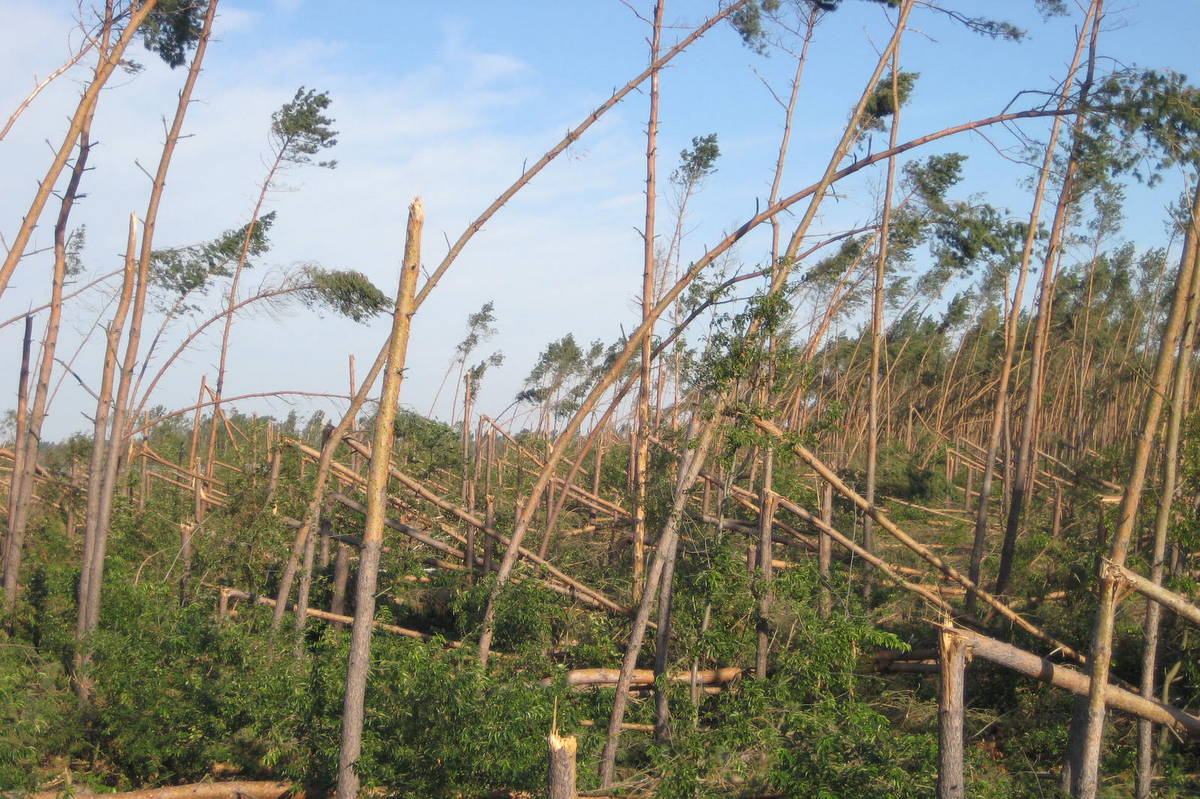 Gniezno porządkowanie lasu nawałnice - Rafał Muniak