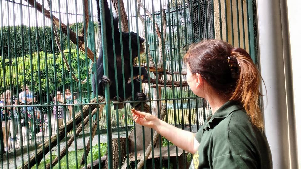 gibon Bunia - Stare ZOO Poznań Facebook
