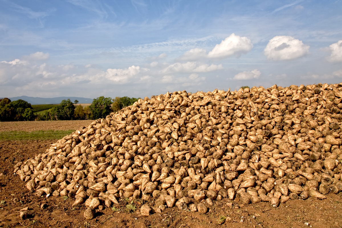 buraki cukrowe na polu zbiory - Fotolia