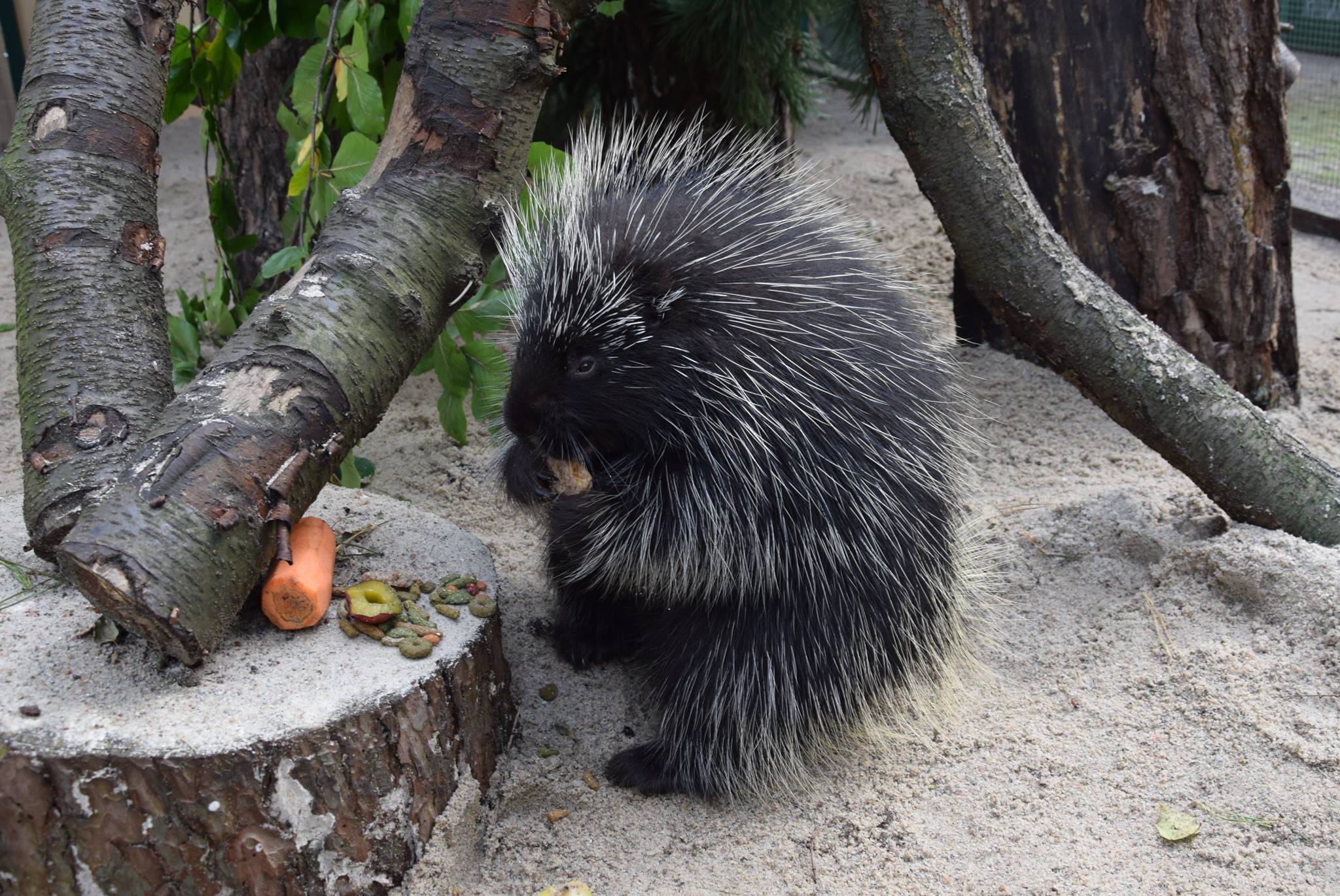 Ruby urson amerykański w poznańskim zoo - Zoo Poznań