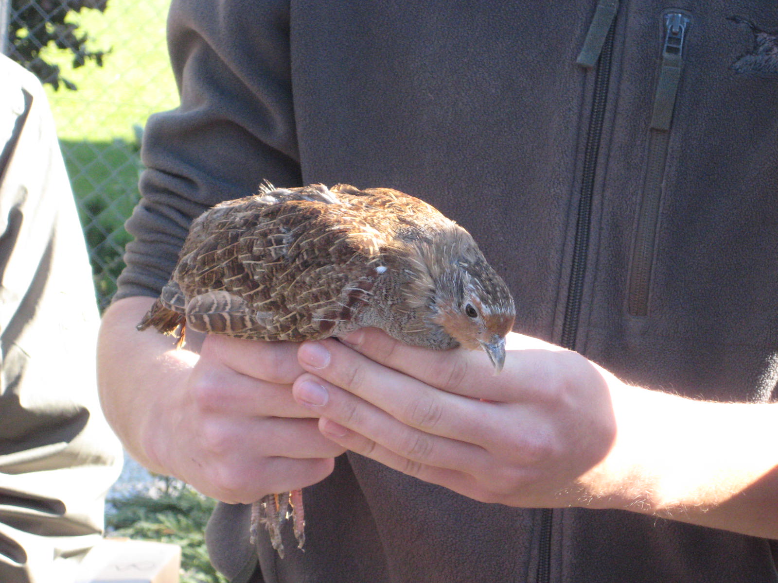 kuropatwy wolność dla kuropatw - Rafał Muniak