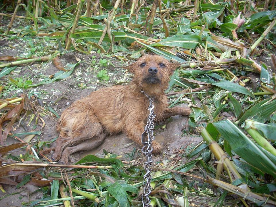 pies Popcorn nagroda - Fundacja schronisko dla zwierząt w Gaju