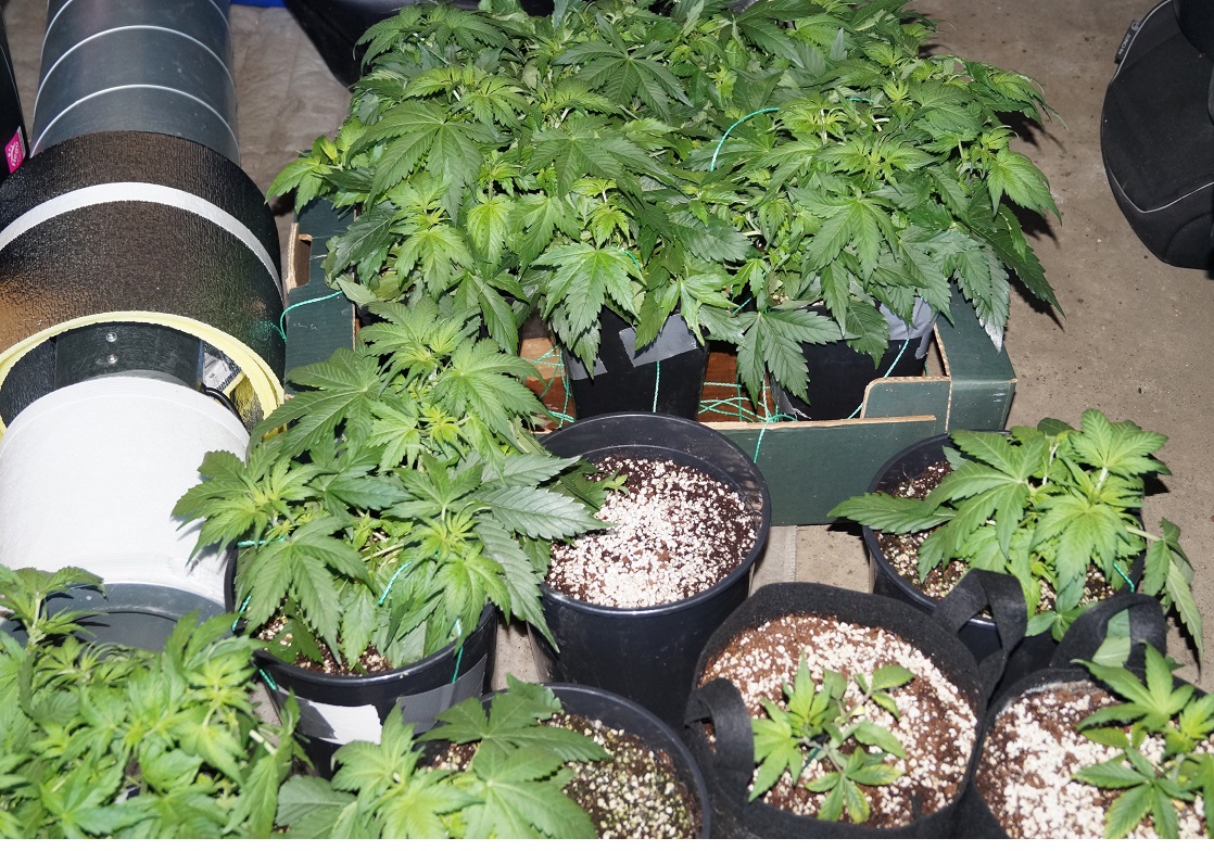 marihuana konopie słupca - KPP Słupca