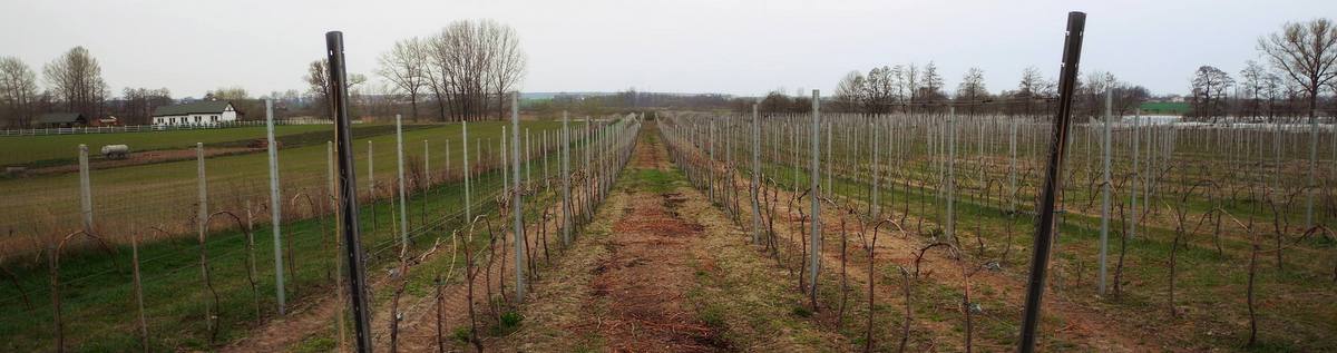 Winnica w Lisewie Wielkopolska - Ewa Gaj