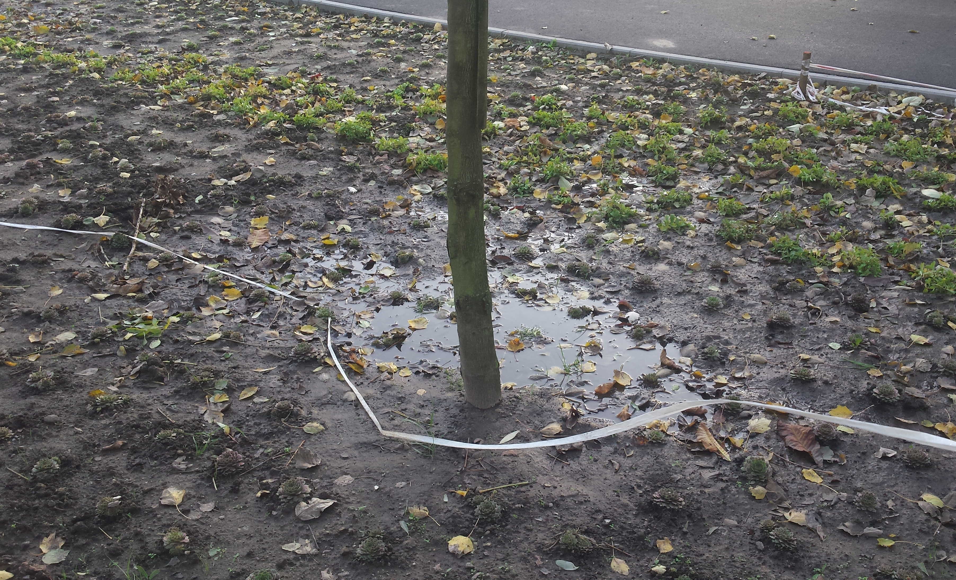zieleń park rataje - Rada Miasta Poznania