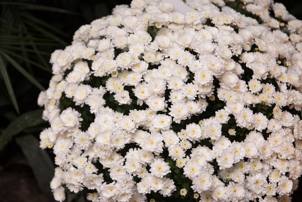 chryzantemy wystawa kwiaty palmiarnia - Archiwum