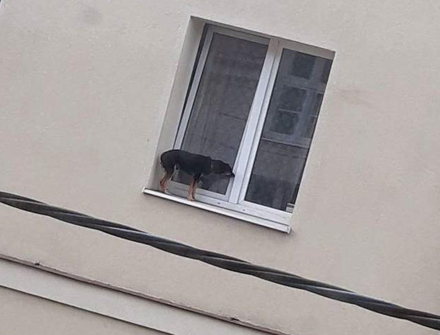 pies na parapecie - Fundacja Animal Security