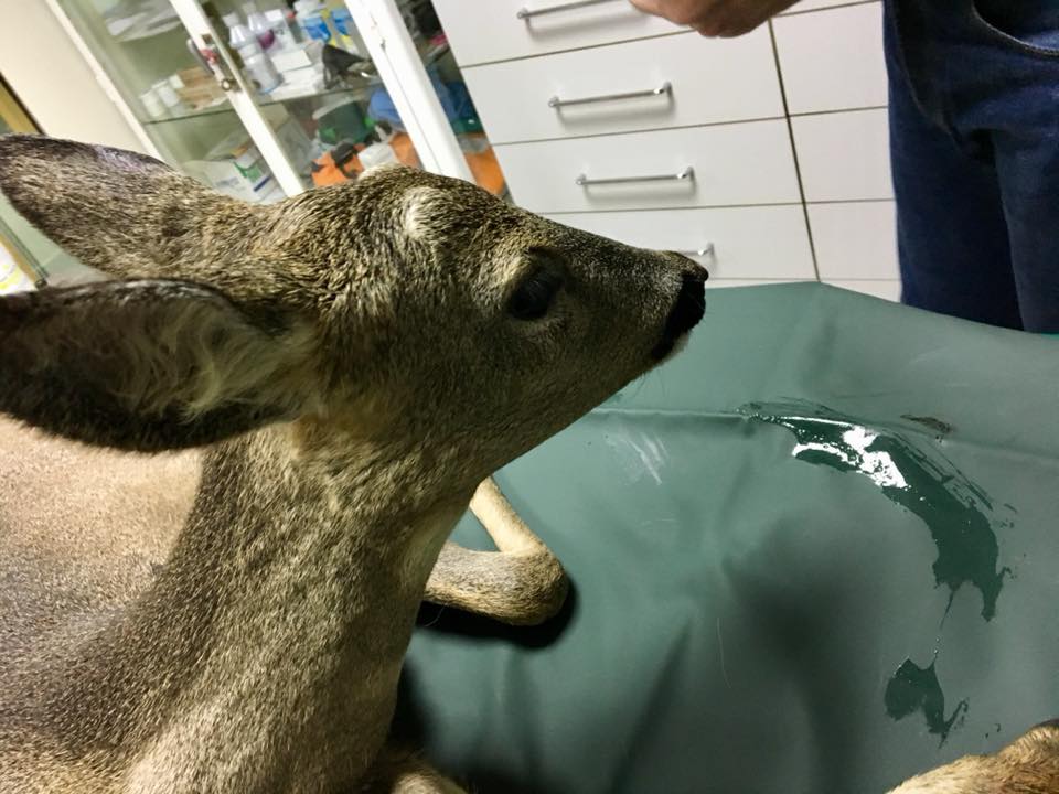 Przejechana sarna odsyłana do kolejnych weterynarzy - Don Vittorio Foundation for Wild Animals