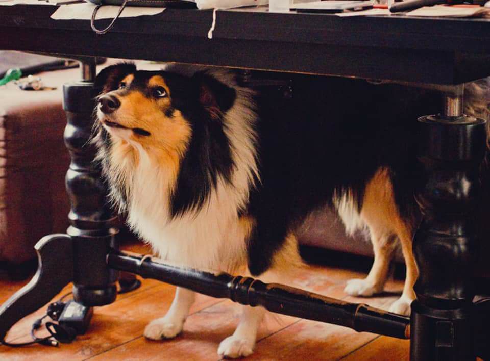 pies porzucony na granicy ukraina owczarek - Szukamy Psoty- Dwuletni Owczarek Colie, porzucony na granicy/Facebook