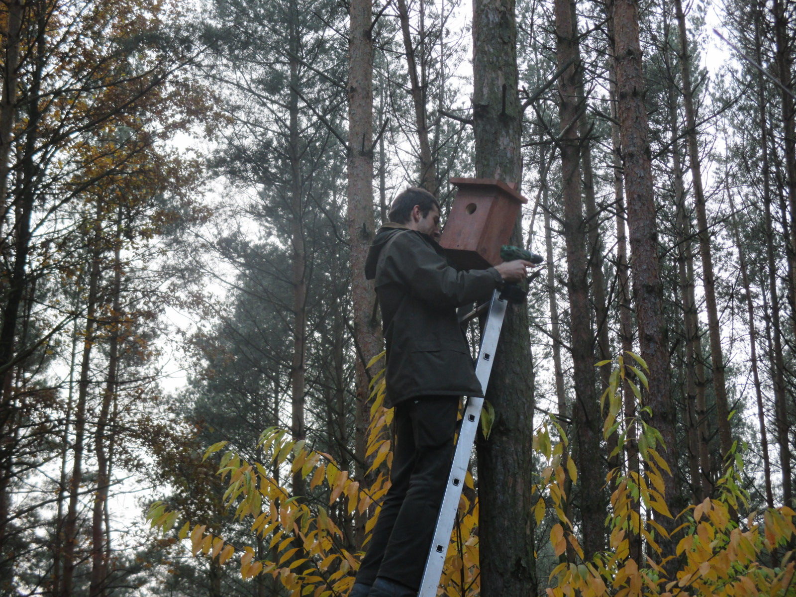 budki lęgowe dla ptaków - Danuta Synkiewicz
