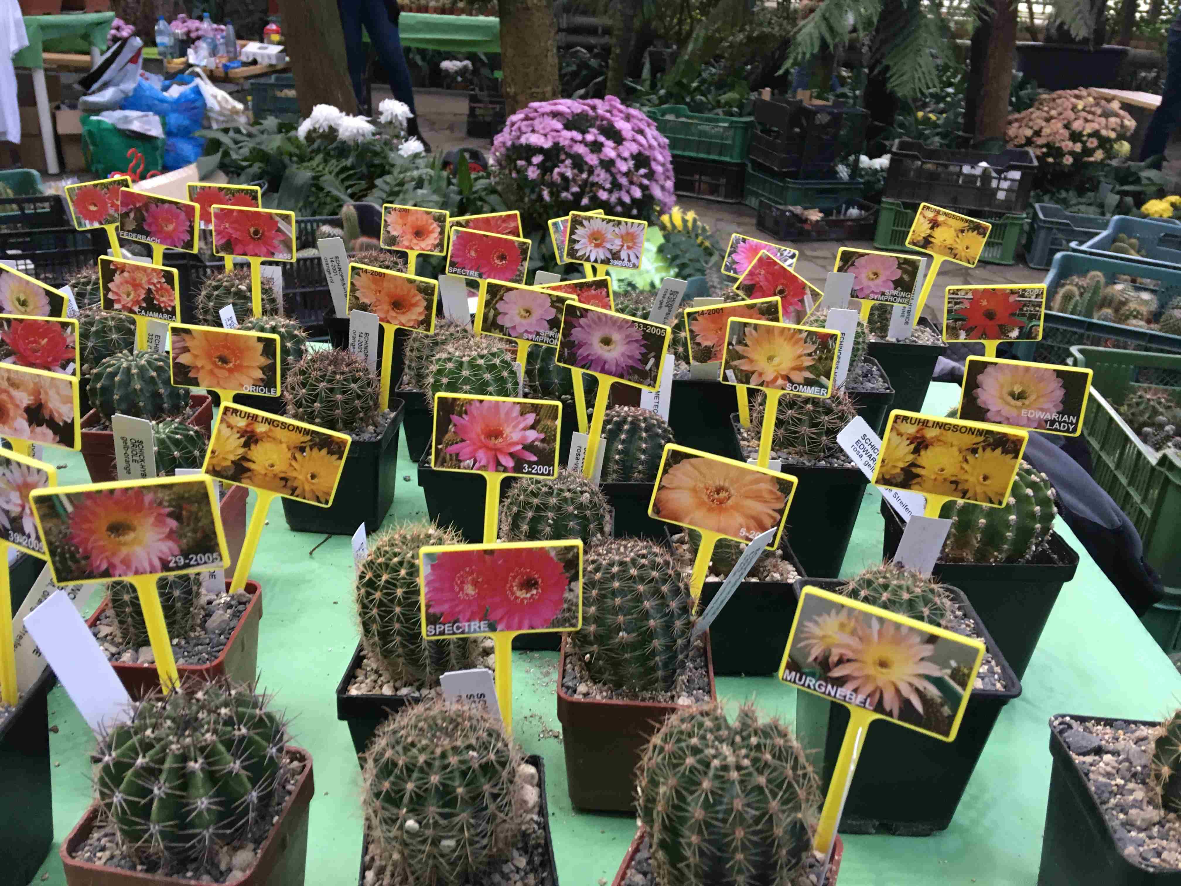 Poznańskie Dni Kaktusów - Adam Michalkiewicz