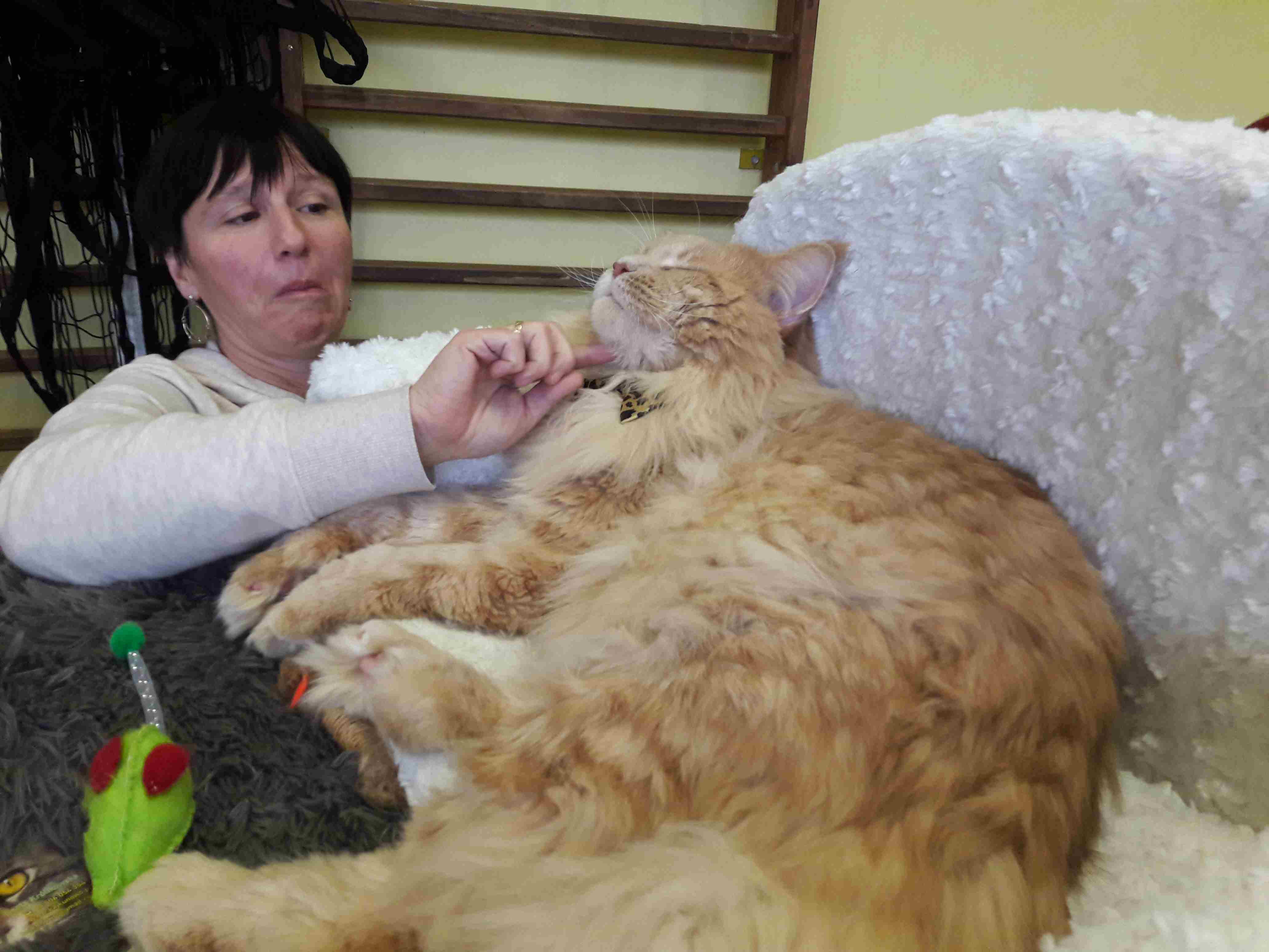 wystawa kotów rasowych Konin - www.lm.pl