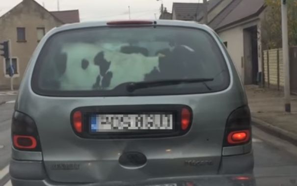 cielak w samochodzie