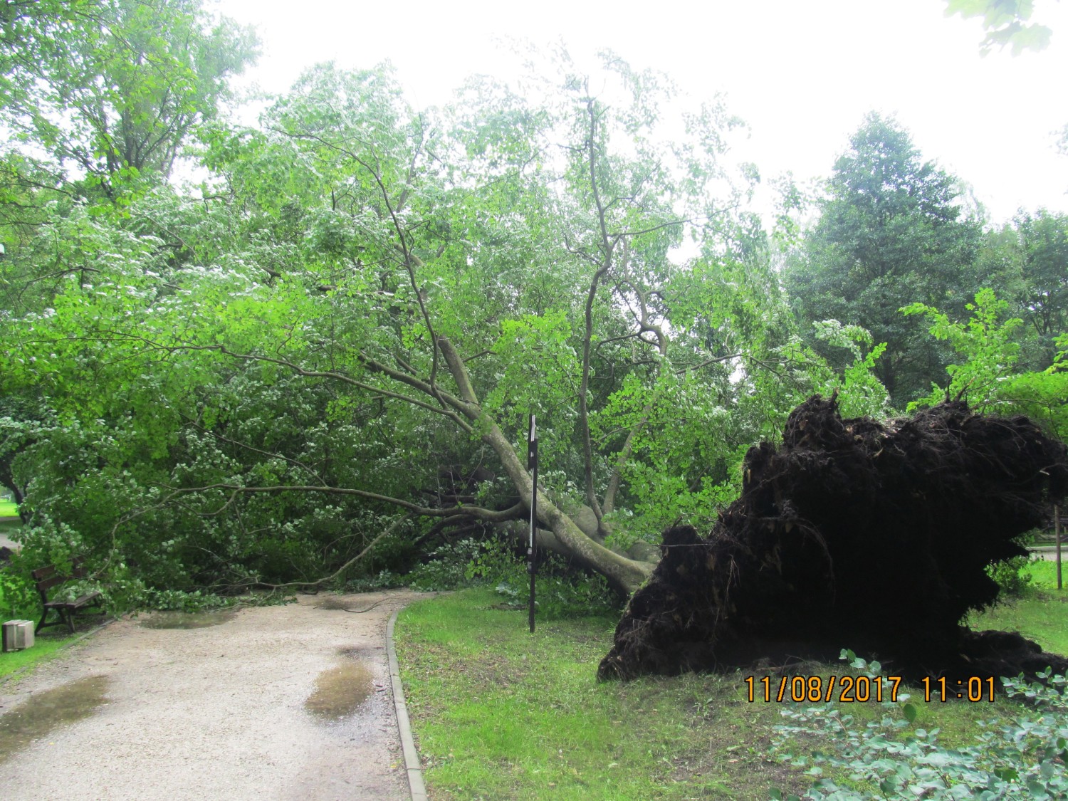 piła park wichura - Przemysław Stochaj