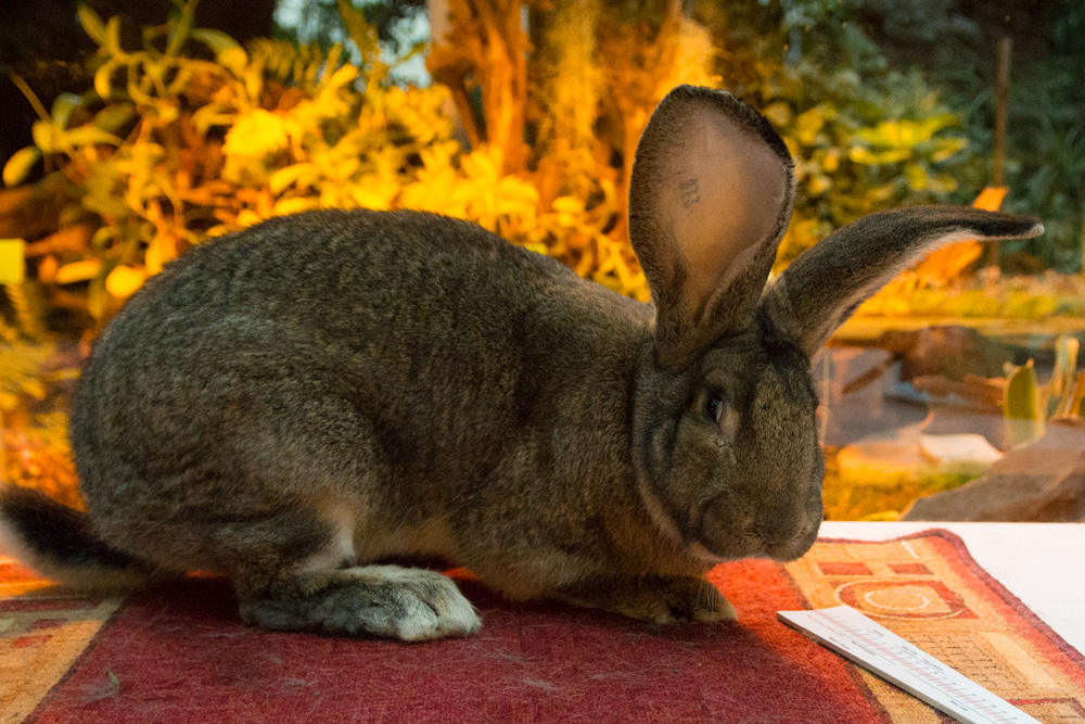 króliki palmiarnia - Karolina Rej