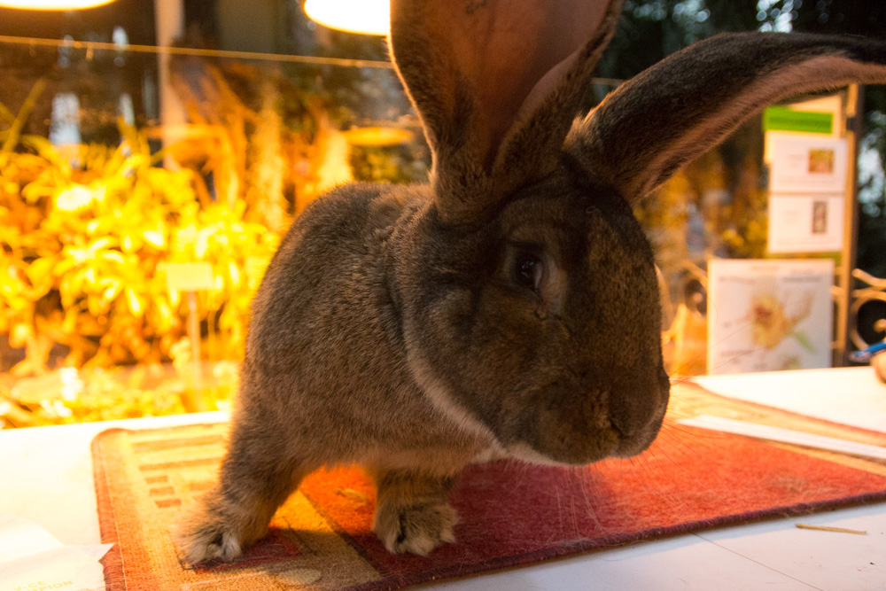 króliki palmiarnia - Karolina Rej