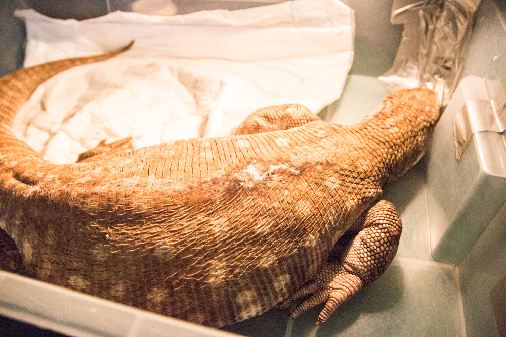 Pokaz kotów i zwierząt egzotycznych Palmiarnia 2017 - Karolina Rej