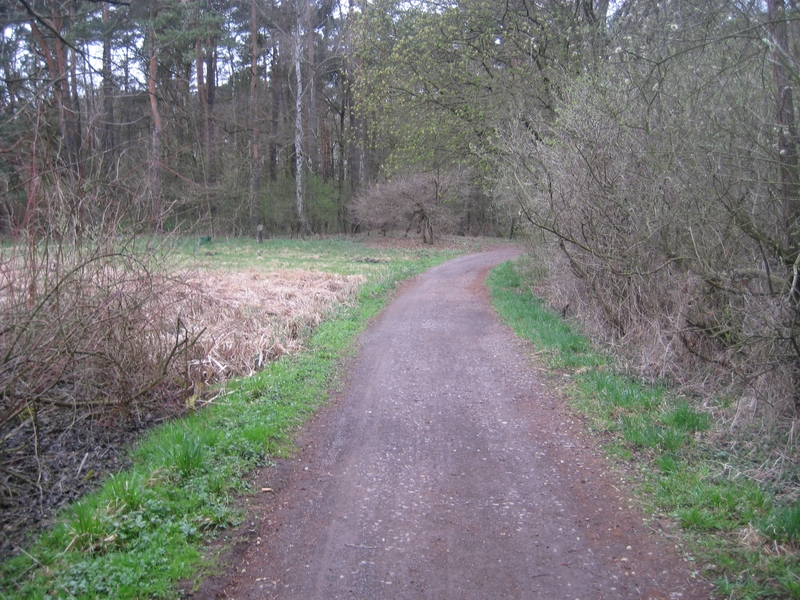 droga w lesie - Jacek Butlewski