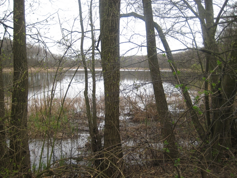 jezioro za drzewami - Jacek Butlewski