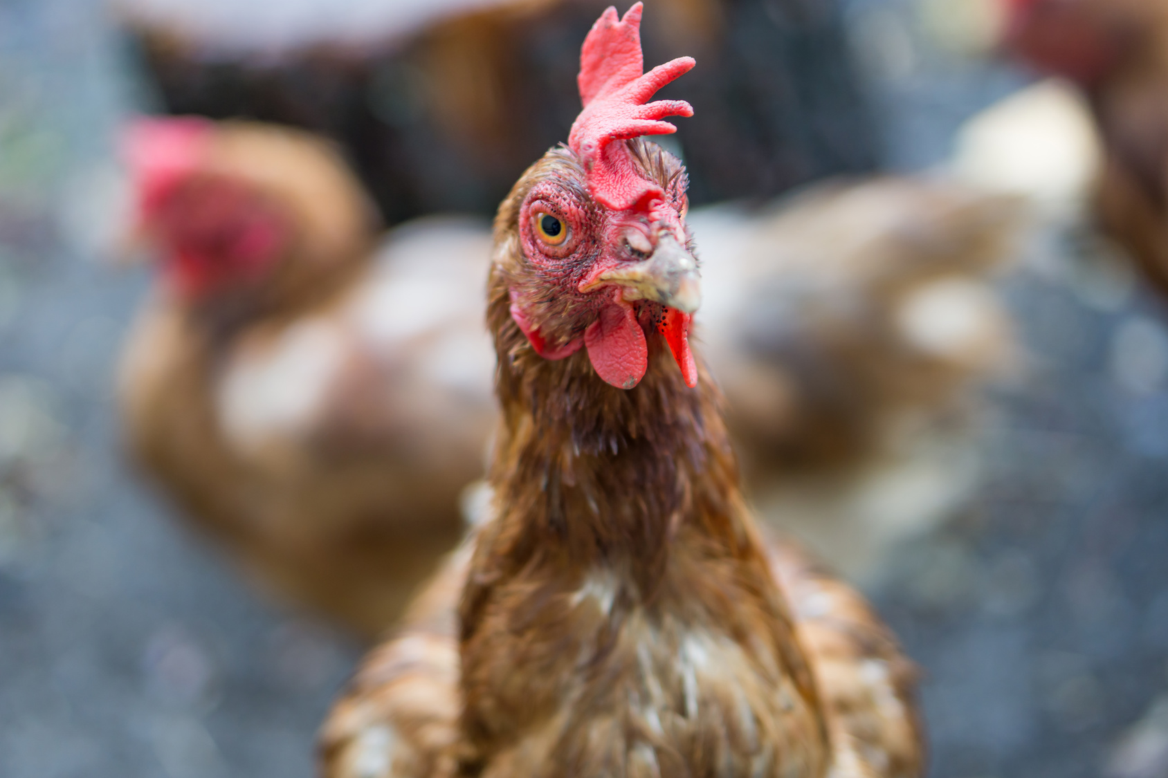 kura kury kurczak fajne zwierzątko szanuj nie szkaluj - Fotolia