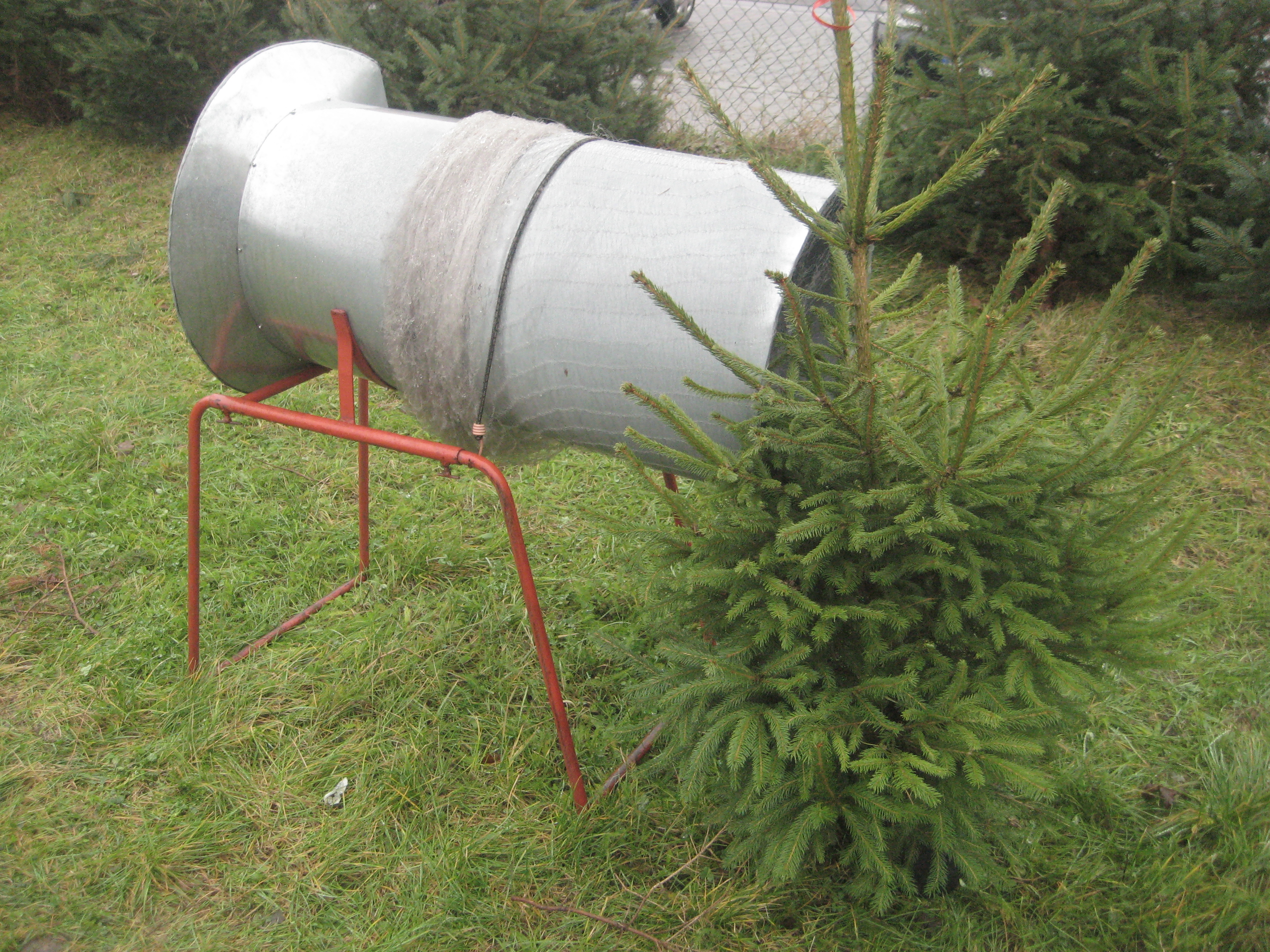 Choinka - Rafał Regulski