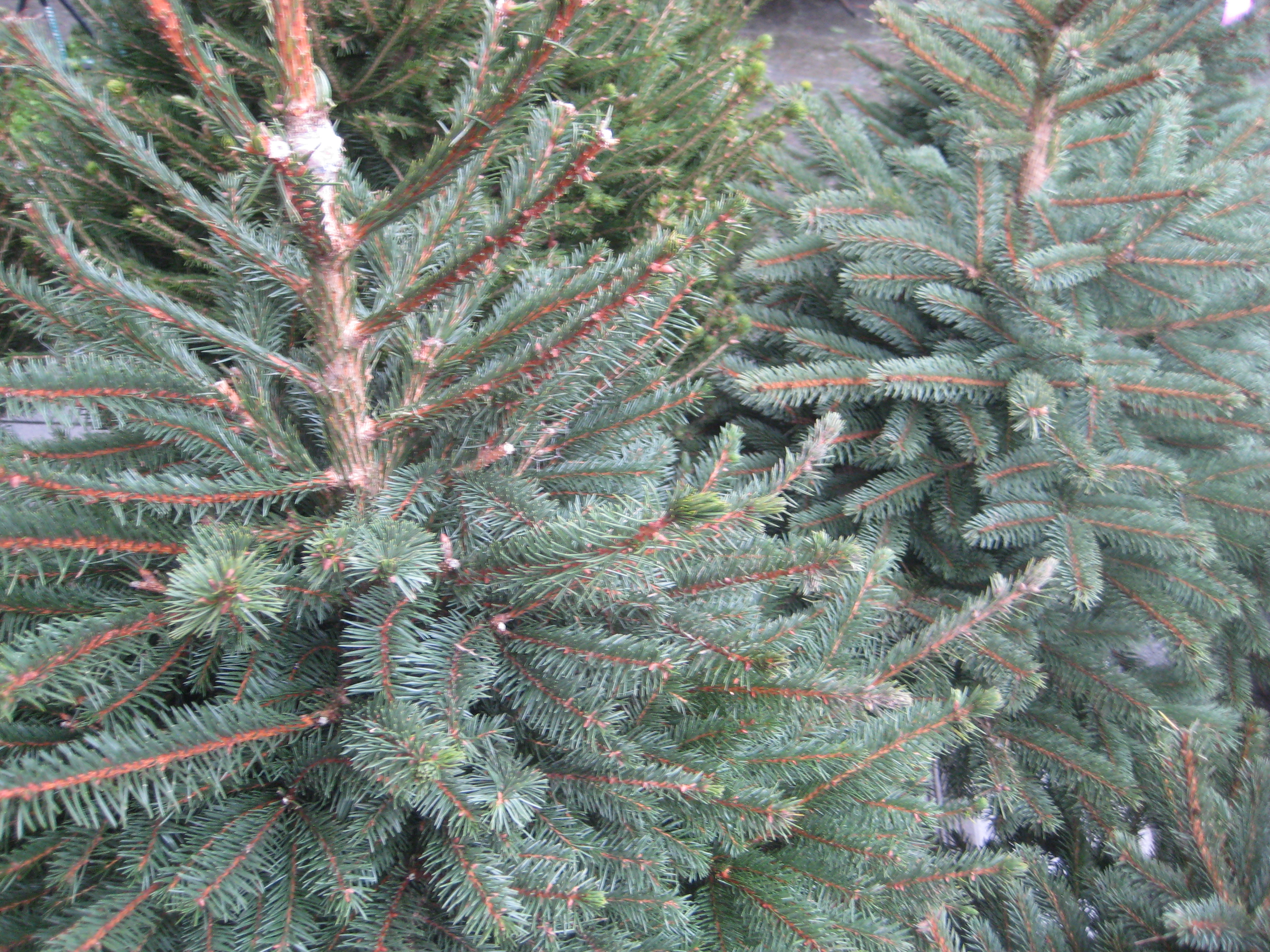 Choinka - Rafał Regulski