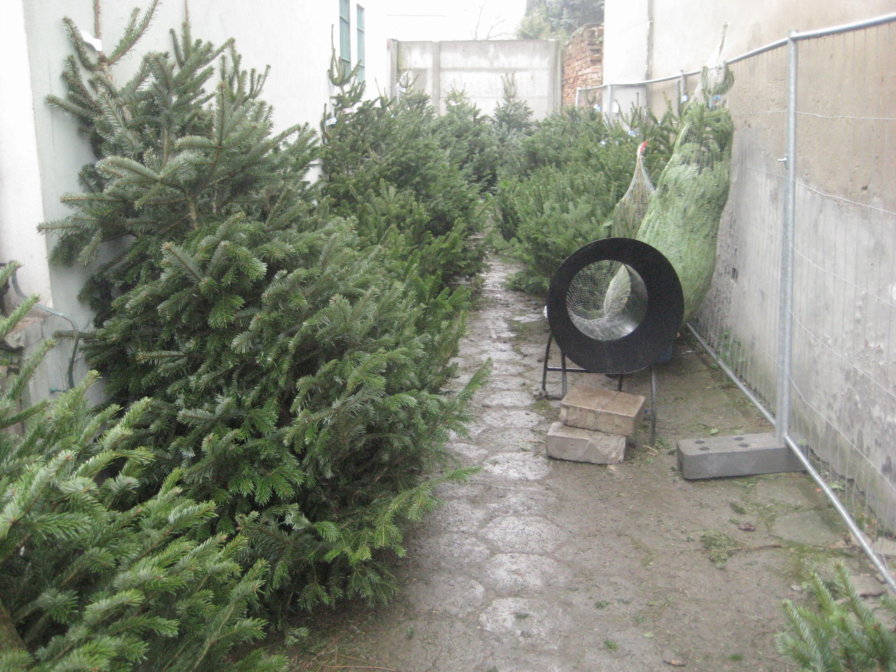 Choinka - Rafał Regulski