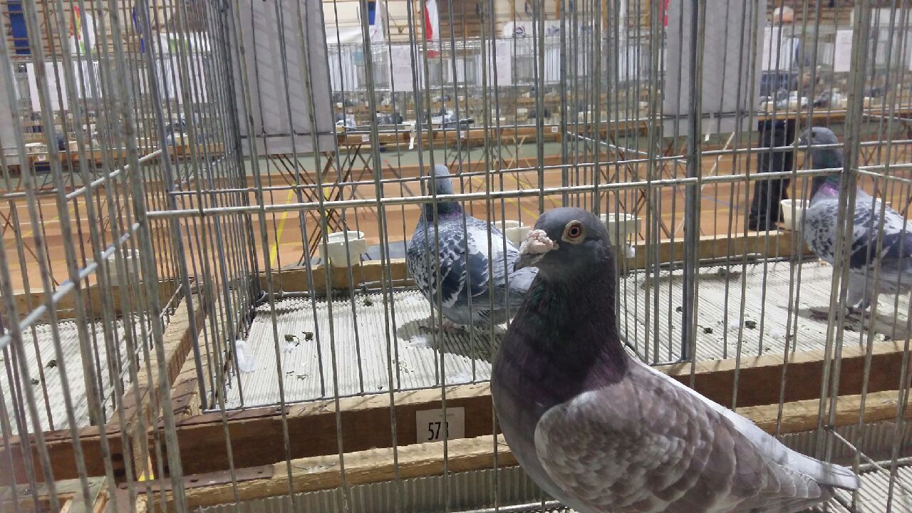 gołębie pocztowe wystawa Przeźmierowo - Magdalena Konieczna