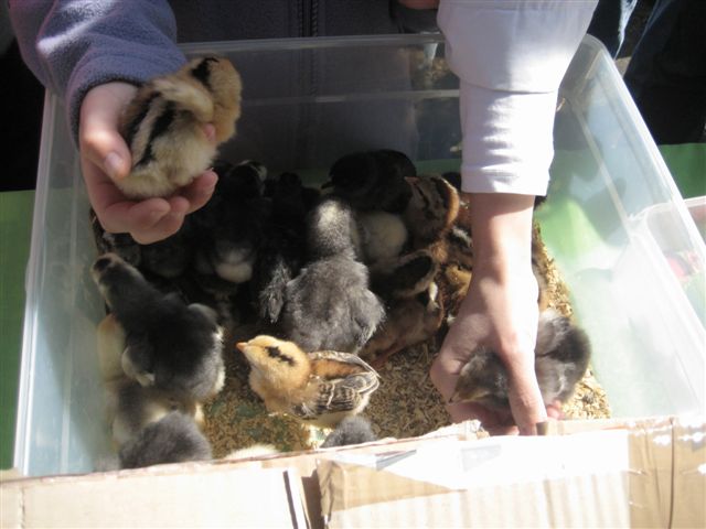 szreniawa wielkanoc 2011 - Jacek Kosiak