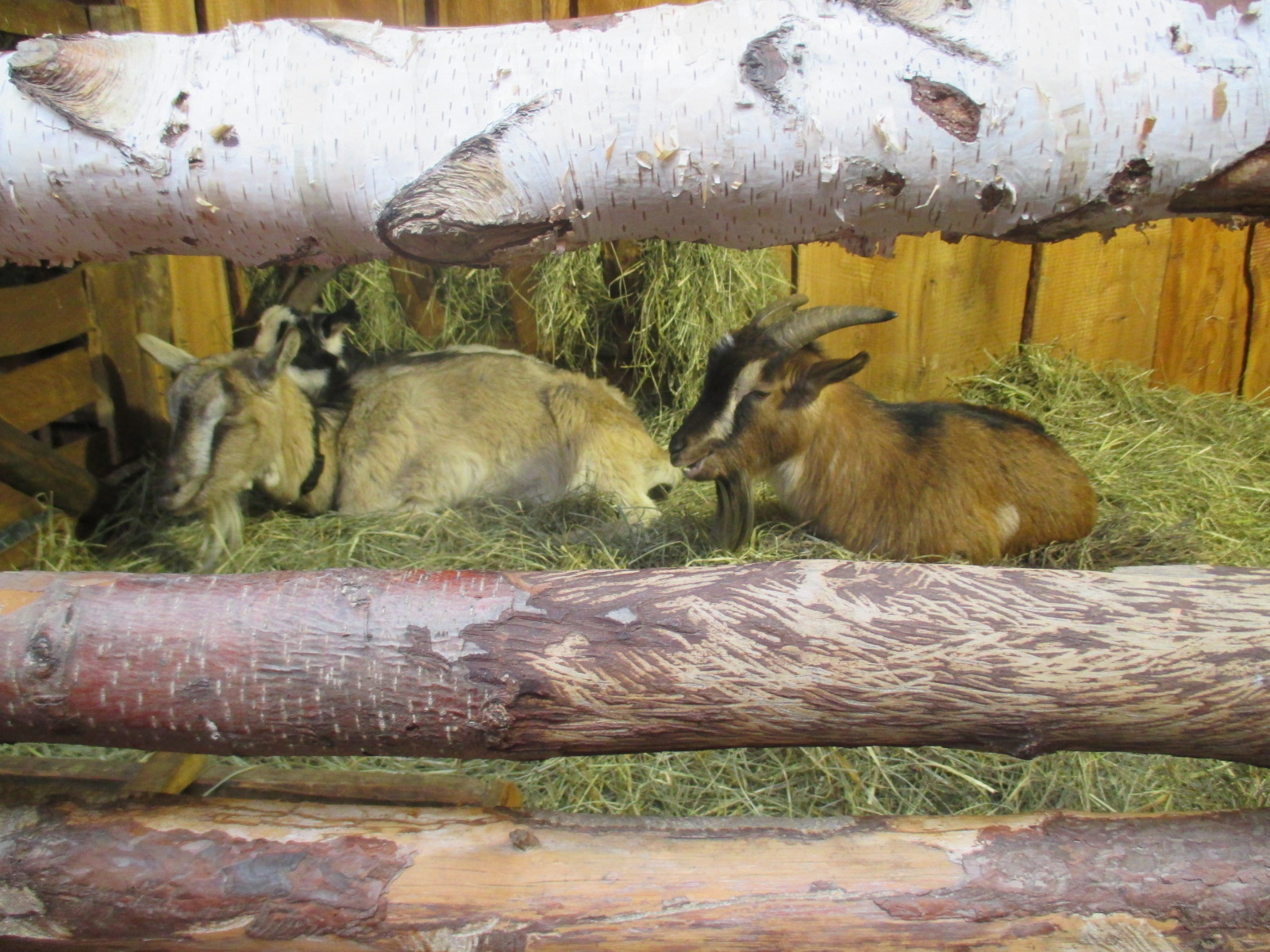 żywa szopka kalisz - Danuta Synkiewicz