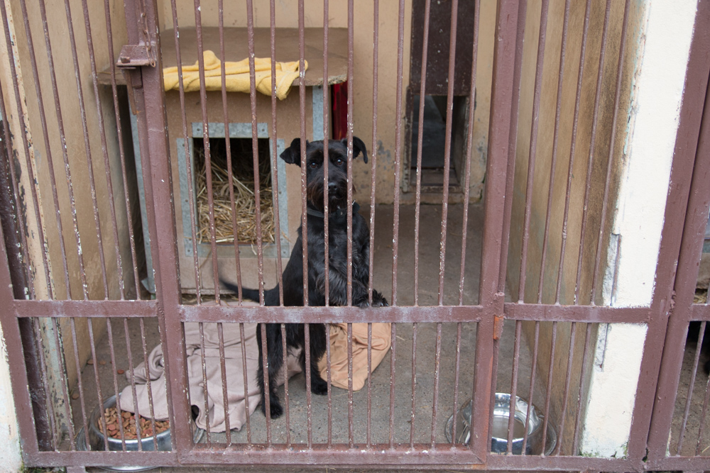 psy po sylwestrze schronisko poznań - Tomasz Żmudziński