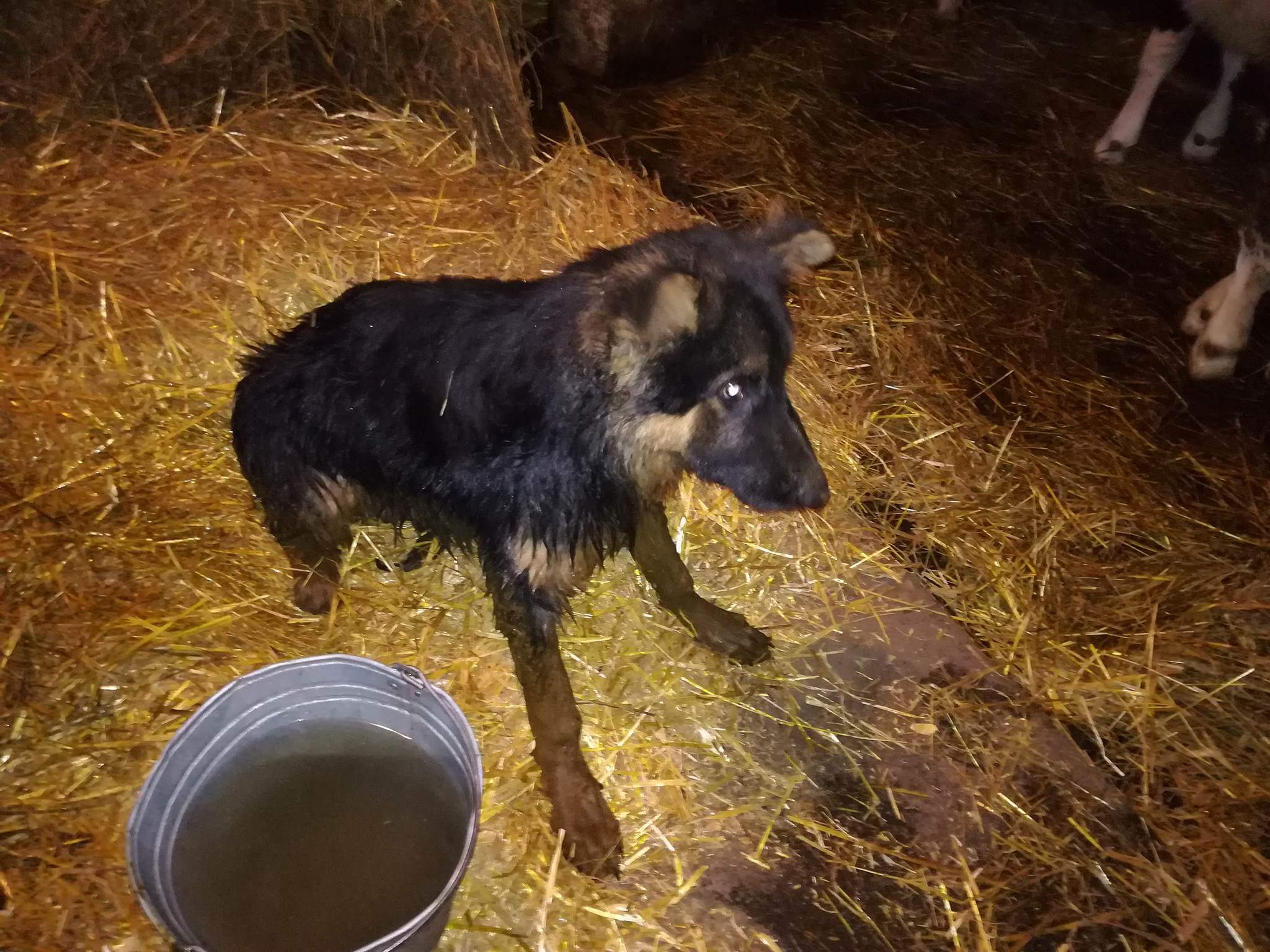 pies w szambie konin - Aleksandra Braciszewska-Benkahla