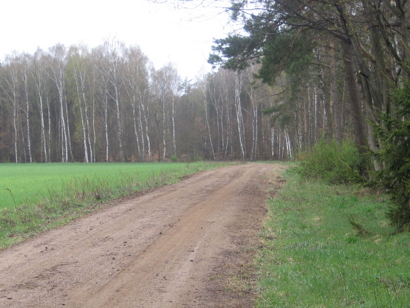 Leśna droga - Wiesława Pinkowska