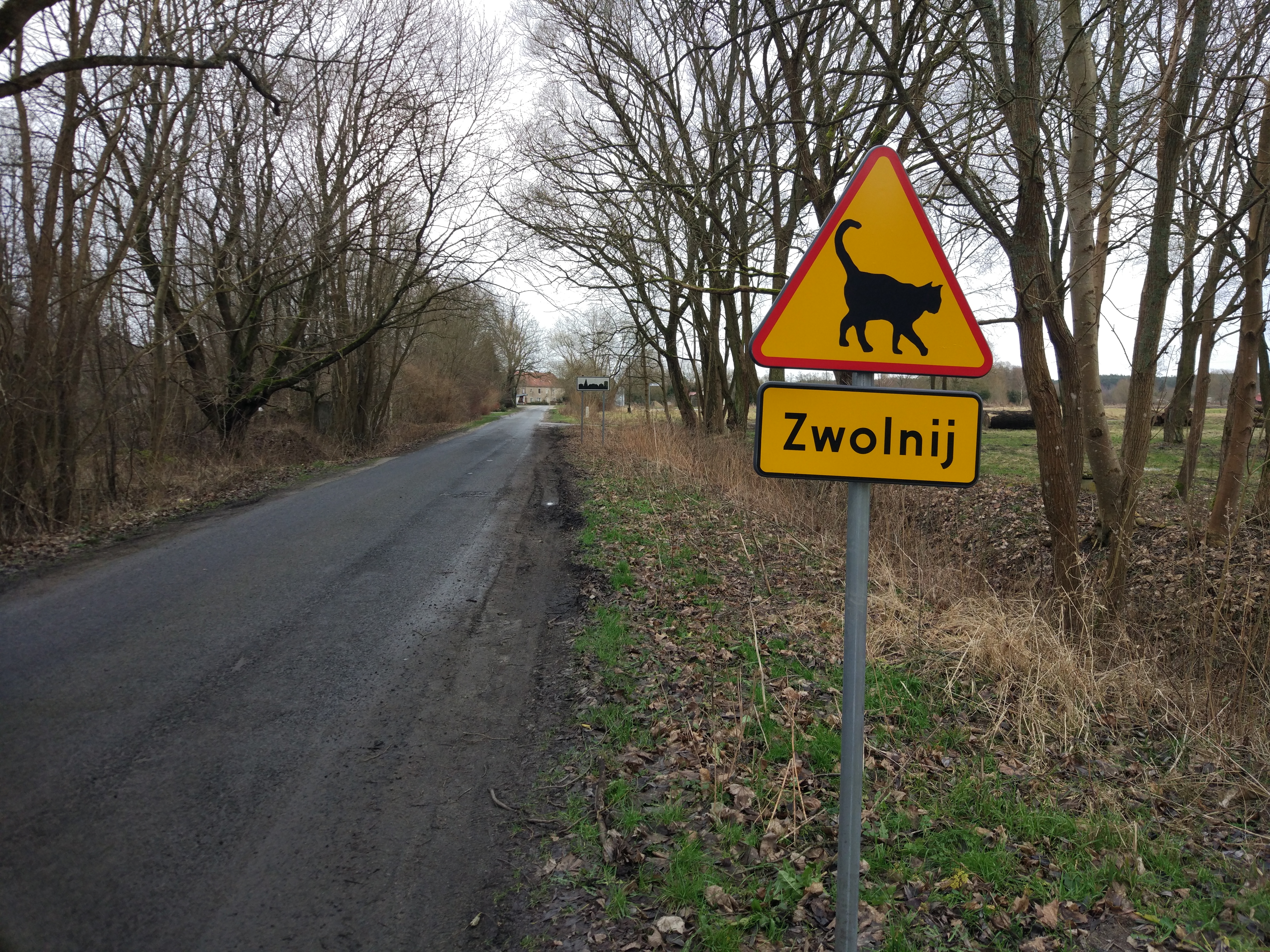 znak znaki ulica droga koty ulica asfalt - Przemysław Stochaj