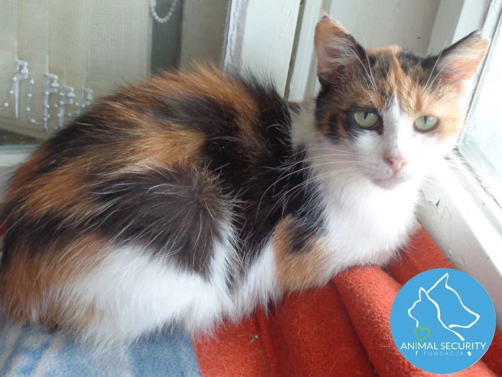 kotka Animal Security - Animal Security