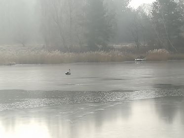 przymarznięty łabędź - OSP Poznań Głuszyna