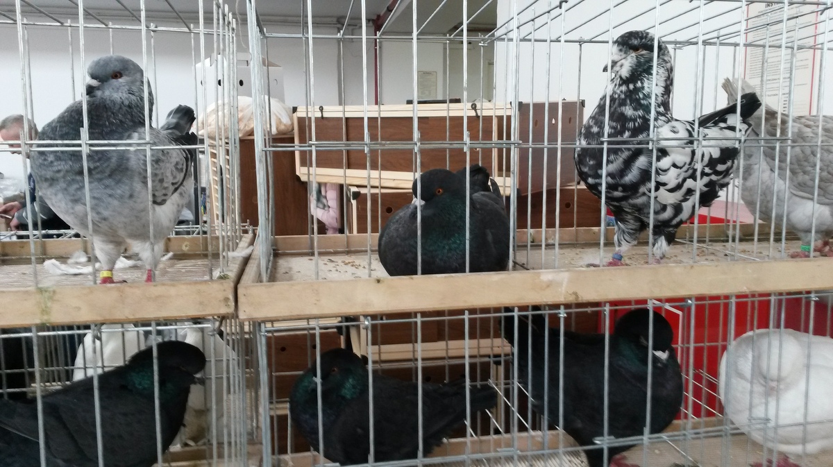 gołębie sokoły wystawa targi - Jacek Butlewski