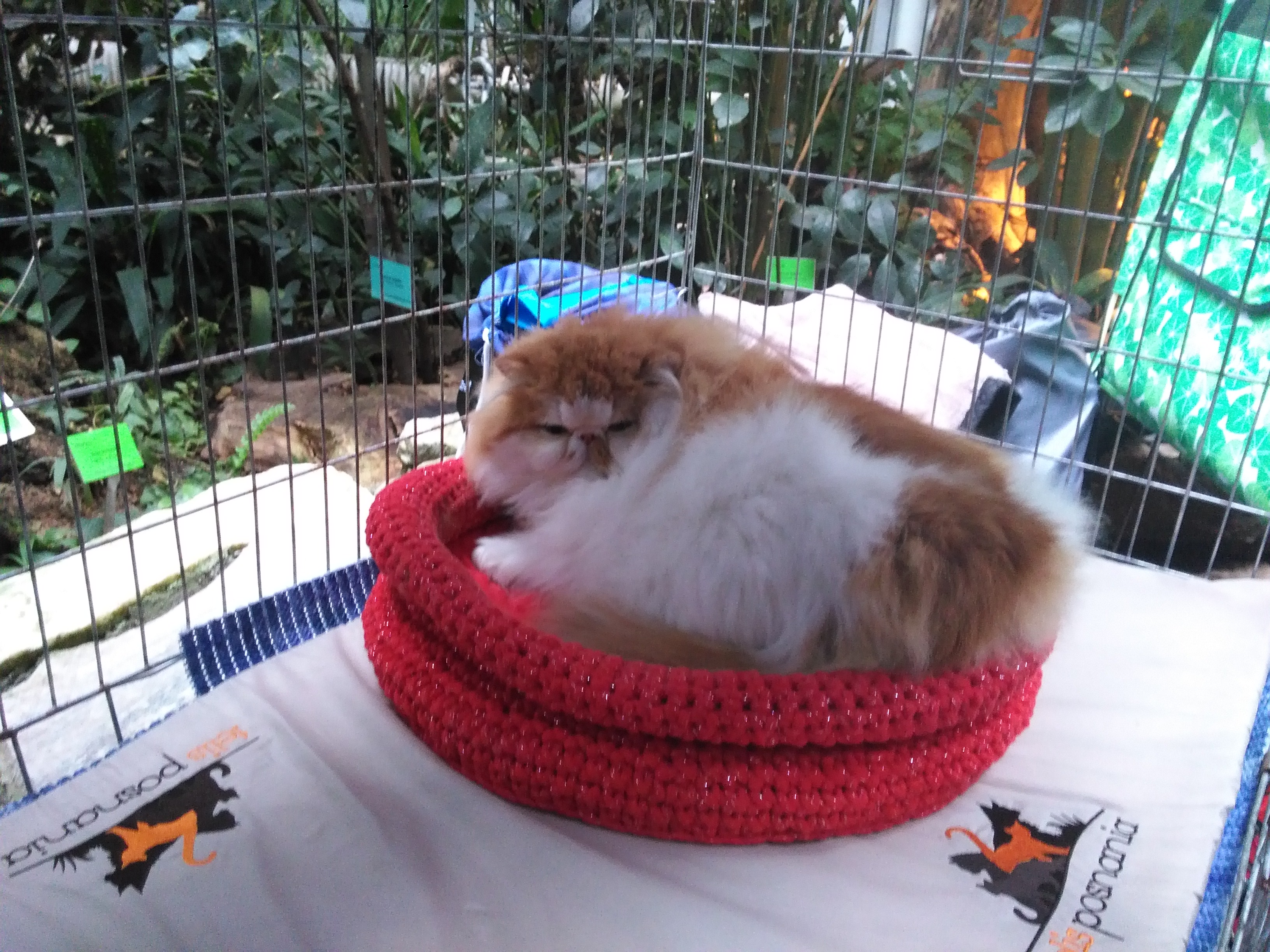 pokaz kotow rasowych palmiarnia - Sandra Błażejewska